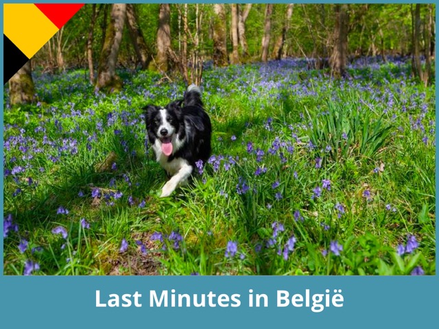Last minute vakantiehuis in België met hond