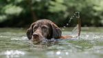 vakantiehond hond zwemmen