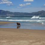 Vakantiehond Spanje Strand